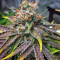 Master Kush (Nirvana Seeds) Cannabis-Samen