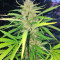 Sugar Candy feminisierte Samen (Delicious Seeds)