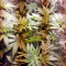 White Widow (Nirvana Seeds) Cannabis-Samen