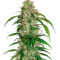 CBD Auto White Widow (Dutch Passion) Cannabis-Samen