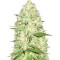 Maya Gold (Sumo Seeds) Cannabis-Samen