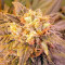 Afghan Kush (World of Seeds) Cannabis-Samen