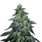 Golosa (Delicious Seeds) Cannabis-Samen