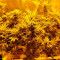 Northern Lights (00 Seeds) Cannabis-Samen