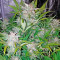 Blue Dream Auto (Humboldt Seeds Organization) Cannabis-Samen