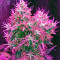 Blue Dream strain