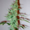Supersonic Cristal Storm Auto (Samsara Seeds) Cannabis-Samen