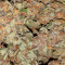 White Widow Auto (Vision Seeds) Cannabis-Samen