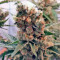 Green Poison (Sweet Seeds) Cannabis-Samen