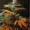 Jack 47 F1 Fast Version (Sweet Seeds) Cannabis-Samen