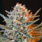 Jack 47 F1 Fast Version (Sweet Seeds) Cannabis-Samen