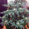 Kaia Kush (GHS) Cannabis-Samen