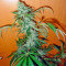 Ketama (World of Seeds) Cannabis-Samen