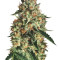 Sapphire OG (Humboldt Seeds Organization) Cannabis-Samen