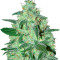Thunder Bloody Mary Auto (Samsara Seeds) Cannabis-Samen