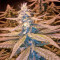 Amherst Sour Diesel (Humboldt Seeds Organization) Cannabis-Samen