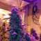 Strawberry Cake (Heavyweight Seeds)