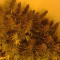 Amnesia (Vision Seeds) Cannabis-Samen
