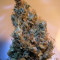 2046 (Medical Seeds) Cannabis-Samen