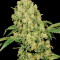 AK-47 (Serious Seeds) Cannabis-Samen