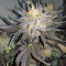 Blue Velvet (Dutch Passion) Cannabis-Samen