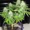 BubbleGummer (Female Seeds) Cannabis-Samen