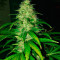 Cotton Candy Kush (Delicious Seeds) Cannabis-Samen