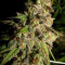 Cannatonic regular (Resin Seeds) Cannabis-Samen