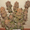 Crystal METH Auto (Fast Buds) Cannabis-Samen