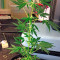 Moby Dick Autoflowering (Dinafem Seeds) Cannabis-Samen