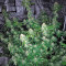 Original Amnesia (Dinafem Seeds) Cannabis-Samen