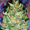 White Widow (00 Seeds) Cannabis-Samen