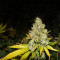 White Widow (Medical Seeds) Cannabis-Samen