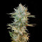 Haze Gom Auto (Grass-O-Matic) Cannabis-Samen
