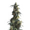 Domina Haze Cannabis-Samen