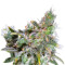 Magic Bud (Paradise Seeds) Cannabis-Samen