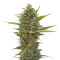 Super Skunk regular (Sensi Seeds) Cannabis-Samen