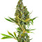 Sweet Cheese (Sweet Seeds) Cannabis-Samen