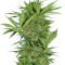 Easy Sativa (Female Seeds) Cannabis-Samen