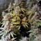 LSD feminisierte Samen (Barney’s Farm)