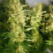 Mother Gorilla (Royal Madre) (RQS) Cannabis-Samen