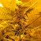 Northern Lights (00 Seeds) Cannabis-Samen
