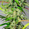 Sweet Tai (Sweet Seeds) Cannabis-Samen