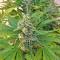 Amnesia XXL Autoflowering (Dinafem Seeds) Cannabis-Samen