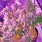 Auto Sweet Soma (00 Seeds) Cannabis-Samen