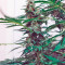 Auto Mazar (Dutch Passion) Cannabis-Samen