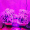 Critical Jack (Dinafem Seeds) Cannabis-Samen