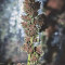 Crystal METH Auto (Fast Buds) Cannabis-Samen