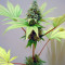 Durga Mata (Paradise Seeds) Cannabis-Samen