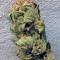 Kaya Gold (Nirvana Seeds) Cannabis-Samen